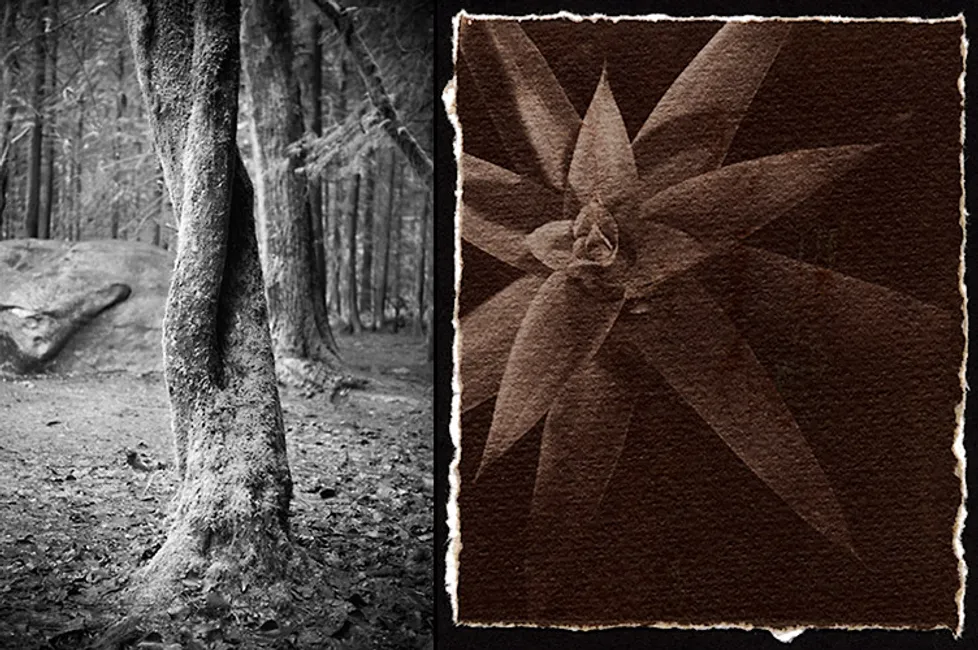 l: twisted tree / r: bromeliad salt print