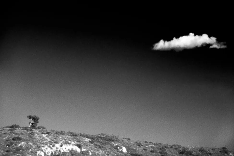 lonely tree #2