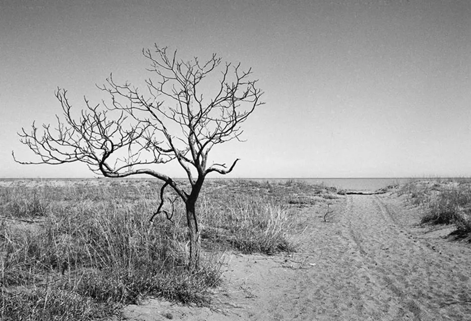 lonely tree #1