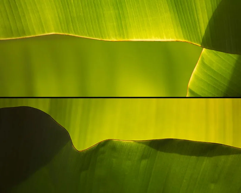 top: leaves #1 / bottom: leaves #2