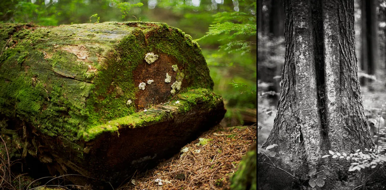 l: fallen tree / r: split tree