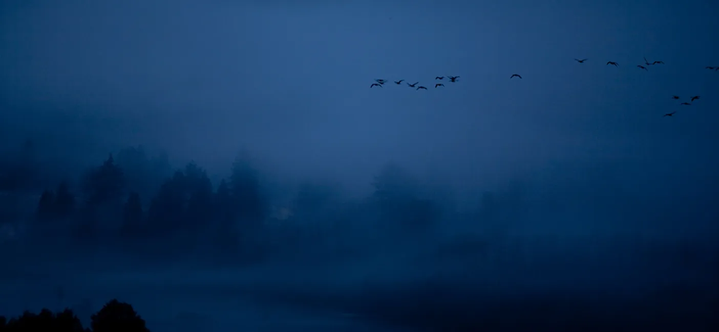 foggy series: with birds