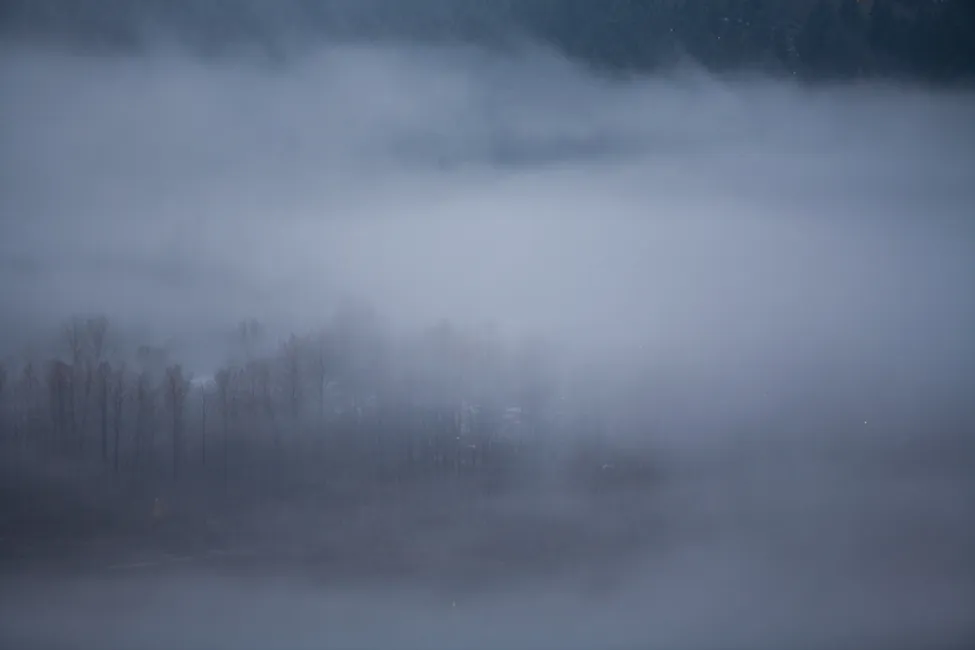 foggy series: trees