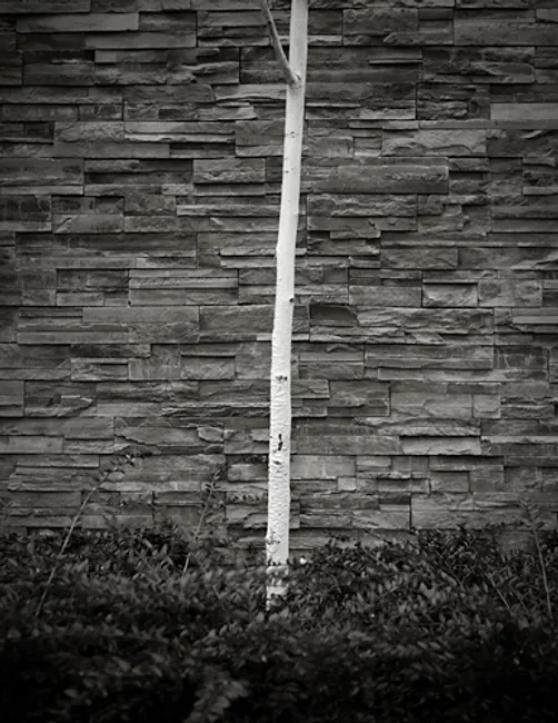 birch tree against bricks