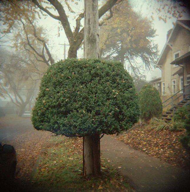 bush in vancouver