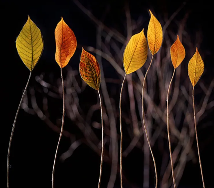 standing leaves